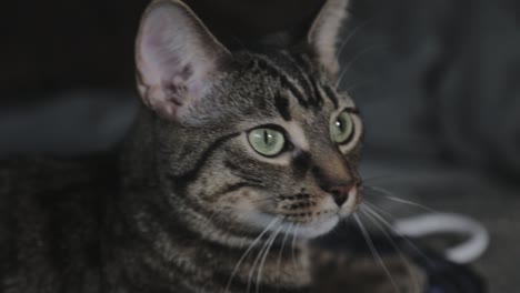 Die-Katze-Mit-Grünen-Augen-Bewegt-Ihren-Kopf-In-Kreisenden-Bewegungen