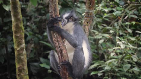Slow-motion-shot-of-wild-observant-Thomas's-Langur-sitting-in-tree-in-Bukit-Lawang,-Northern-Sumatra,-Indonesia