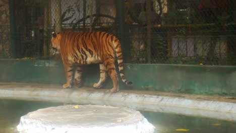 A-lonely-tiger-walks-around-its-enclosure