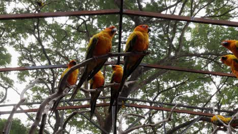 Many-sun-conure-parrots-sit-on-a-tree-branches-in-an-aviary