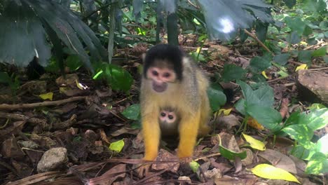 A-Baby-Black-Capped-Squirrel-Monkey-Holds-On-To-Its-Parents-Stomach