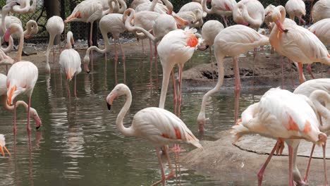 Ein-Schwarm-Flamingos-Steht-Im-Wasser-Und-Frisst