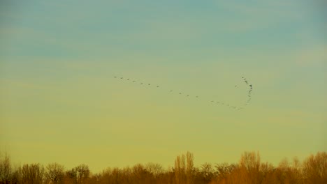 Vögel,-Die-Während-Eines-Weichen-Gelben-Sonnenuntergangs-In-AV-Formation-Fliegen
