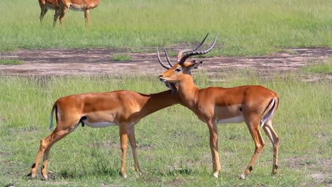 Blick-Auf-Ein-Riechendes-Weibchen-Eines-Impala-Widders