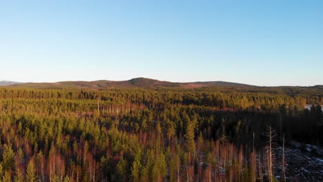 Ascending-over-the-pine-trees-on-a-sunny-winter-day-in-Applebo,-Vansbro-kommun