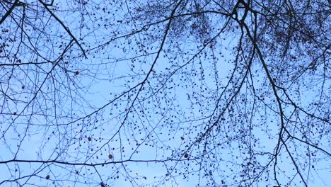 Kleine-Blätter-Und-Blauer-Himmel