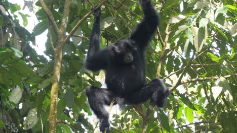 Slow-motion-shot-of-siamang-sitting-in-tree-looking-around-and-scratching-head-in-Sumatra,-Indonesia