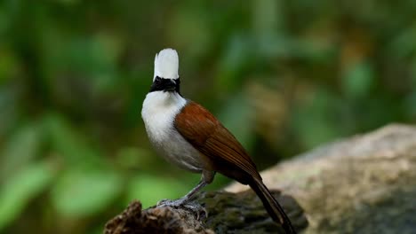 White-crested-Laughingthrush,-Garrulax-leucolophus,-jumping-out-from-a-bath-to-perch-on-a-wet-log-then-scratches-its-head-with-its-right-foot