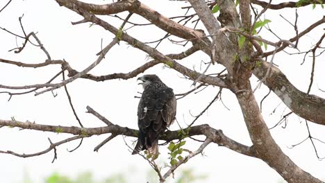 Black-eared-Kite,-Milvus-lineatus,-as-seen-from-its-back-view-perching-on-a-bare-branch-as-it-calling-during-a-hot-and-windy-day