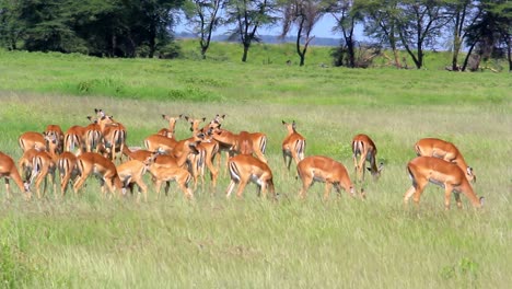 Herde-Weiblicher-Impalas-Im-Nationalpark