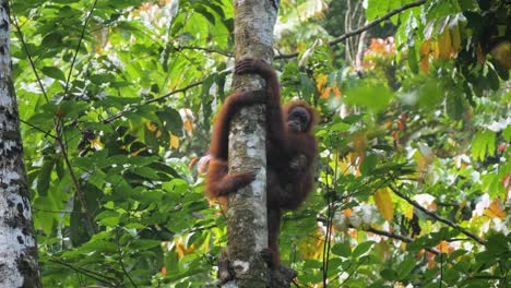 Wild-orangutan-mother-climbing-tree-with-baby-in-Bukit-Lawang,-Sumatra,-Indonesia