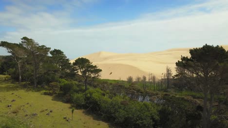 Luftanflug-Durch-Bäume-Der-Riesigen-Sanddünen-In-Neuseeland