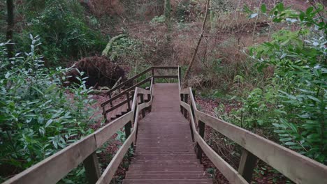 Moving-Down-Centre-of-Wooden-Steps-in-Forest