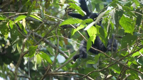 Slow-motion-shot-of-wild-baby-siamang-climbing-trees-in-jungle-in-Sumatra,-Indonesia