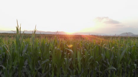 Gras-Auf-Dem-Feld-Bei-Sonnenaufgang