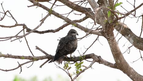 Black-eared-Kite,-Milvus-lineatus