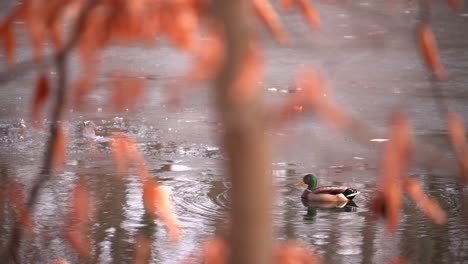 Mallard-Duck-Sitting-Gently-In-A-Frozen-Pond-On-A-Sunny-Day---Medium-Shot