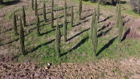 Aerial-of-Tuscan-Cypress-Trees-in-Tuscany,-Italy,-pedestal-movement-on-sunny-day