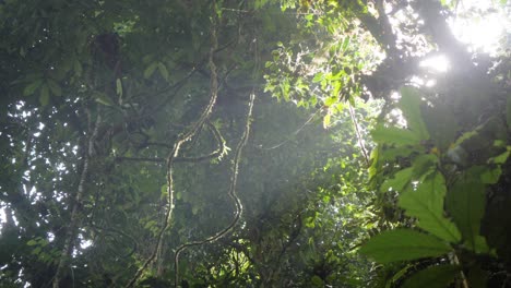 Slow-motion-shot-of-sunlight-coming-through-plants-in-dense-jungle-in-Sumatra,-Indonesia