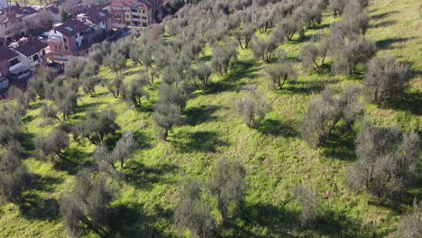 Slow-Aerial-reveal-shot-of-trees-at-hillside-in-Tuscany,-Italy-on-sunny-day