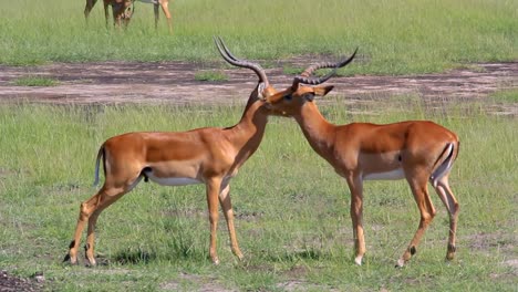 Two-impala-cleaning-each-other