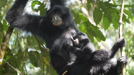 Siamang-mother-feeding-her-baby-siamang-while-sitting-in-tree-in-Sumatra,-Indonesia