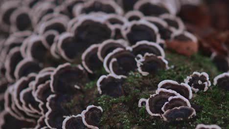 Mushrooms-and-Moss-Along-Fallen-Tree-Trunk