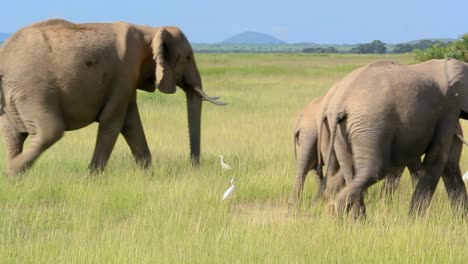 Elefantes-En-El-Parque-Nacional-De-Amboseli
