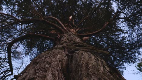 Stamm-Eines-Großen-Baumes-Hochschieben