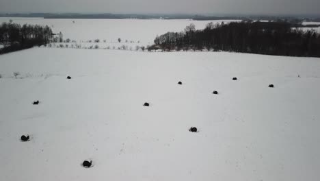 Heuballen-Auf-Dem-Mit-Schnee-Bedeckten-Feld