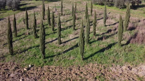 Aerial-orbit-over-Italian-Cypress-trees-in-Tuscany,-Italy-on-sunny-day