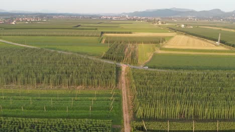Aerial-wide-landscape-of-hop-field-in-Sempeter-v-Savinjski-dolini,-Slovenia