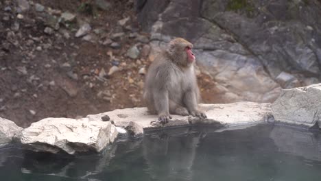 Tokio,-Japan---Ein-Erwachsener-Japanischer-Makaken,-Der-An-Einem-Hellen-Sonnigen-Tag-Auf-Einem-Felsigen-Rand-Einer-Kleinen-Natürlichen-Heißen-Quelle-Sitzt---Mittlere-Aufnahme