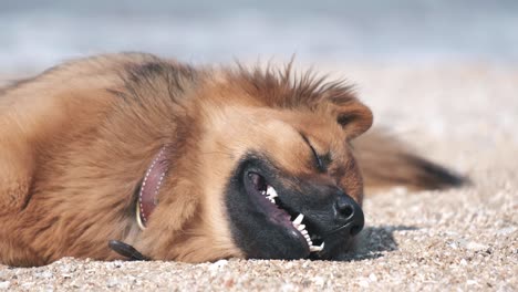 Ein-Süßer-Hund,-Der-Sich-Entspannt-Und-Am-Sandstrand-Schläft
