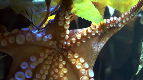 Octopus-moving-across-aquarium-glass-using-its-tentacles