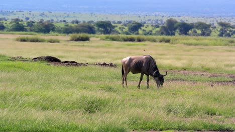 Búfalo-Comiendo-Hierba-En-El-Parque-Nacional-De-Amboseli,-Kenia