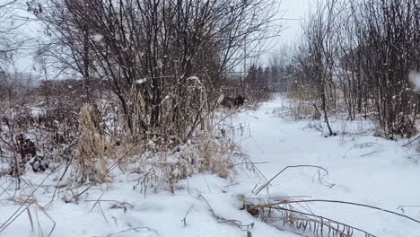 Slow-motion-view-of-young-husky-playing-in-the-woods-with-snow-falling-and-a-white-cold-blanket-of-fresh-snow-on-the-ground