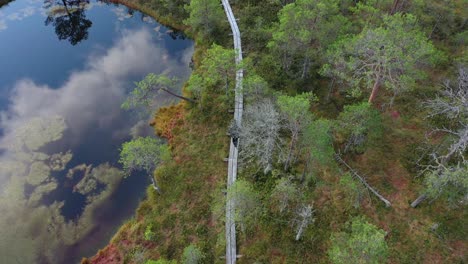 Male-exploring-bog-or-marsh-landscape-in-Estonia-Nature-Reserve,-tilt-up-aerial