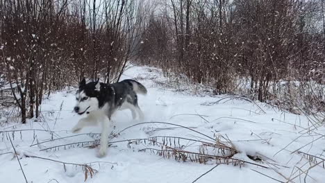 Winter-woodland-scene-with-ground-covered-in-snow-and-large-flakes-falling-as-energetic-husky-runs-toward-the-camera