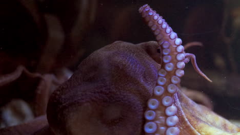 An-octopus-swims-up-to-the-glass-in-an-aquarium