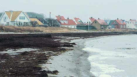 Algen-Werden-An-Einem-Strand-In-Schweden-Angeschwemmt