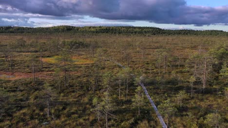 Male-exploring-bog-or-marsh-landscape-in-Estonia-Nature-Reserve,-forward-aerial