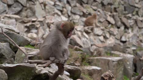 Nagano-City,-Japan---Snow-Monkeys-Resting-On-A-Small-Branch-Of-A-Tree-While-The-Other-Is-Sitting-On-The-Rocks---Close-Up-Shot