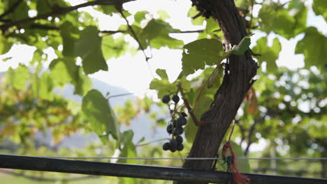 Red-grapes-hanging-from-a-vine-at-a-winery