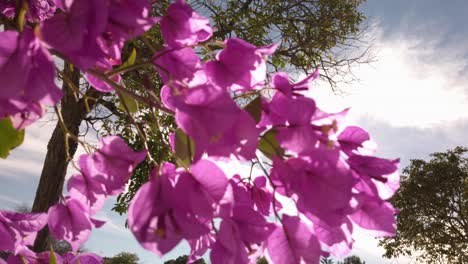 Purple-bougainvillea-flowers-with-bright-sun-shining-behind,-Closeup