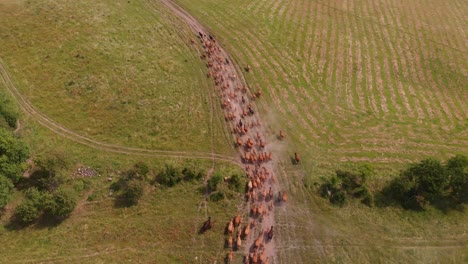 Aerial-wide-shot-from-above-herd-cattle-running-through-open-green-field,-europe