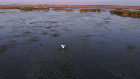 Aerial-shot-over-white-heron-taking-off-wetlands,-Natural-Reserve-Poland