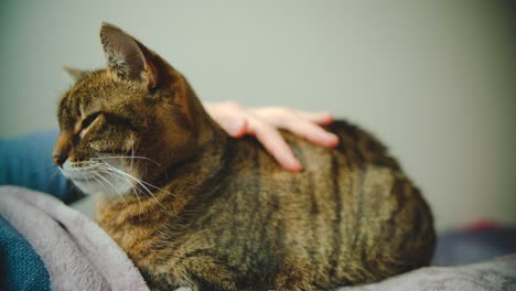 Besitzer-Haustiere-Gestreifte-Hauskatze-Auf-Dem-Rücken,-Während-Die-Katze-Die-Augen-Schließt