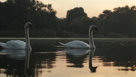 A-pair-of-swans-in-profile-during-the-early-morning-light