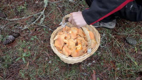 Picking-up-saffron-milk-cap-mushrooms-in-the-forest-in-Northern-Spain